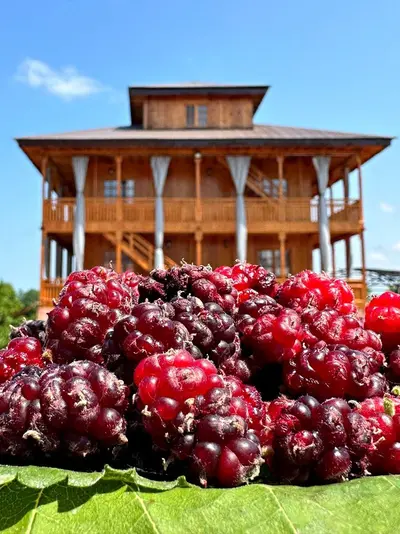 بومگردی شاتوت - واحد 4