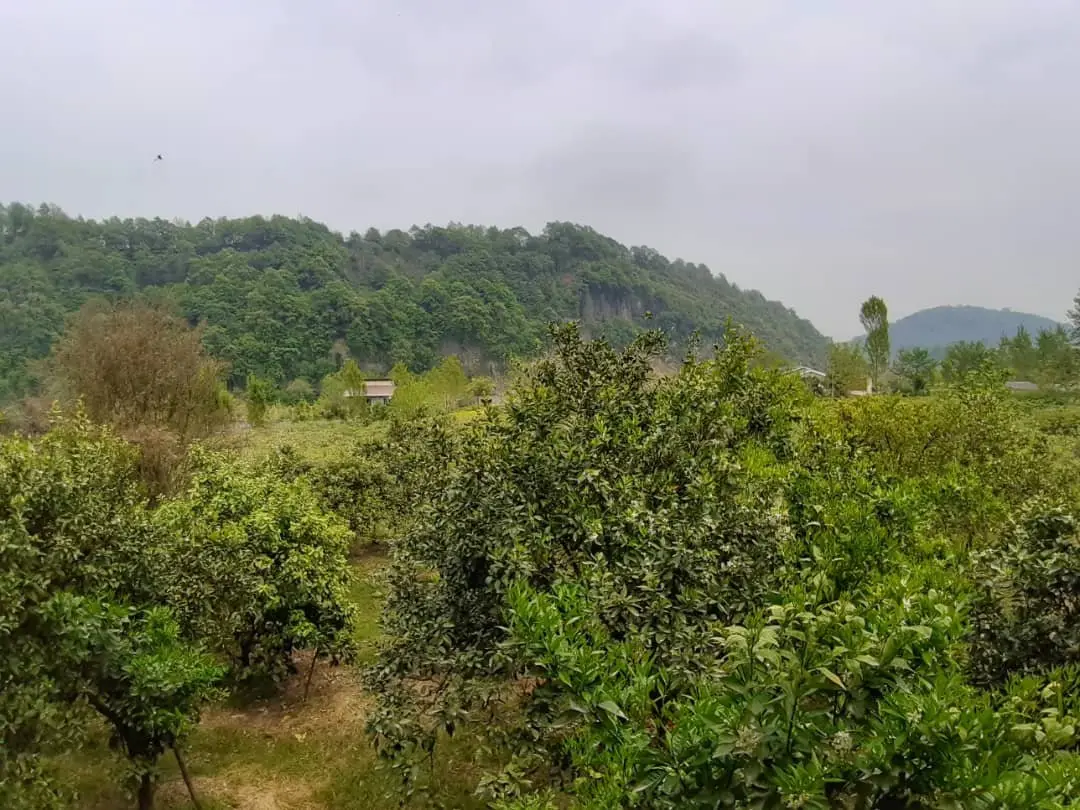 ویلا دوخوابه مسعود هراتی