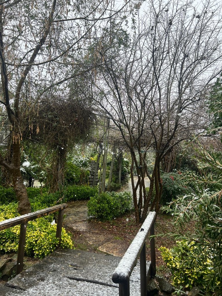 فلت دیم - واحد فلامینگوها