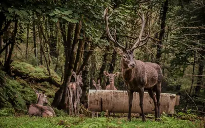 بومگردی چالدره - واحد چهارنفره افرا 1