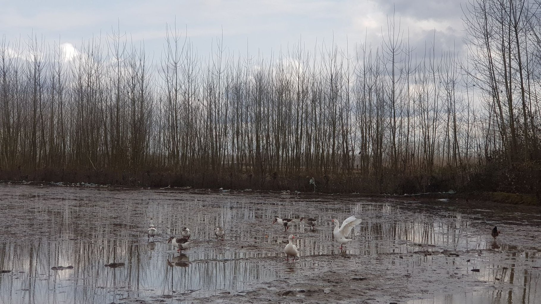 ویلا یک خوابه روستایی شالیزار 2