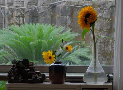 هاستل ما - واحد بنفش