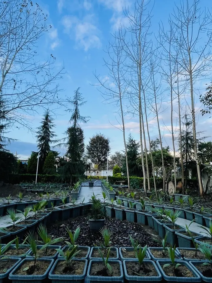 کلبه دوخوابه سوئیسی آفتاب 1