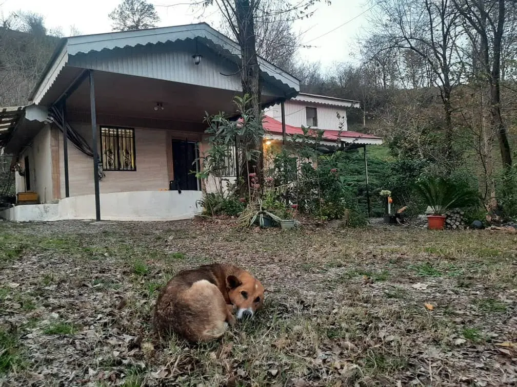 ویلا فلت جنگلی ترنگ