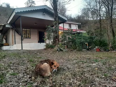 ویلا فلت جنگلی ترنگ