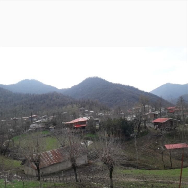 یک خوابه جنگلی سیاهدول