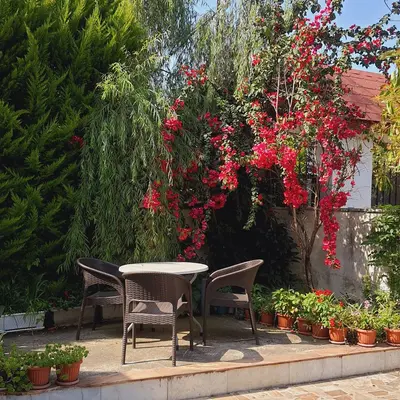 ویلا دوخوابه آووکادو