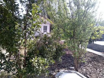 سوئیت فلت جنگلی پامچال ۳