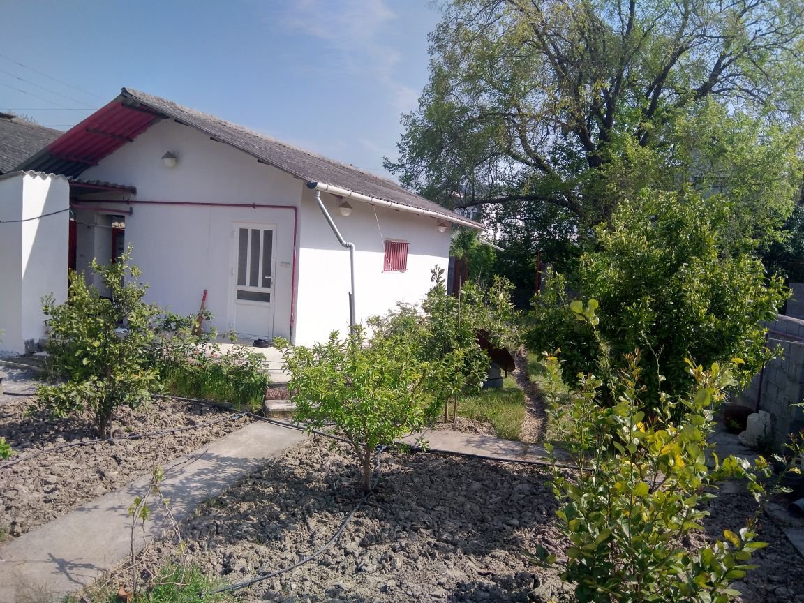 فلت جنگلی پامچال ۲