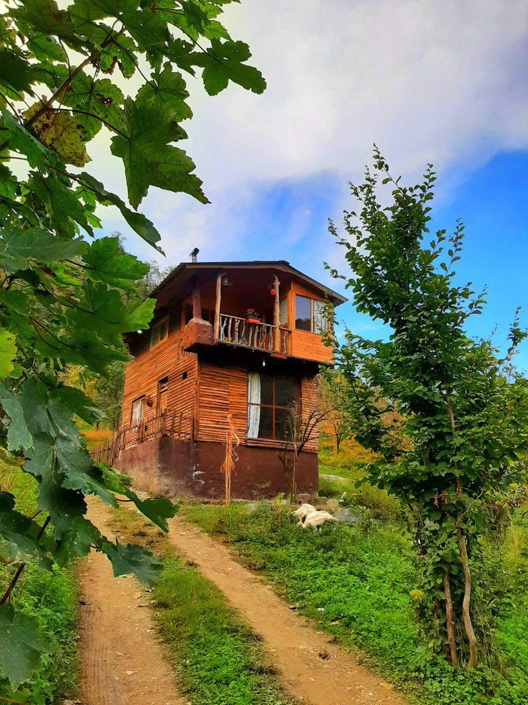 دوخوابه جنگلی زرین دشت ۱ لفور