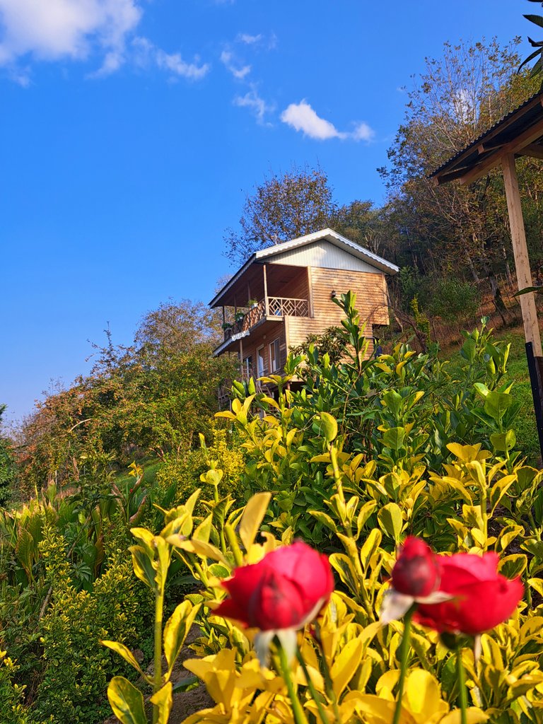 دوخوابه جنگلی آژیار