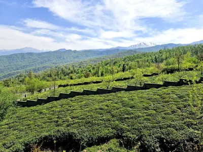 بومگردی یالمنگ - واحد یالمنگ