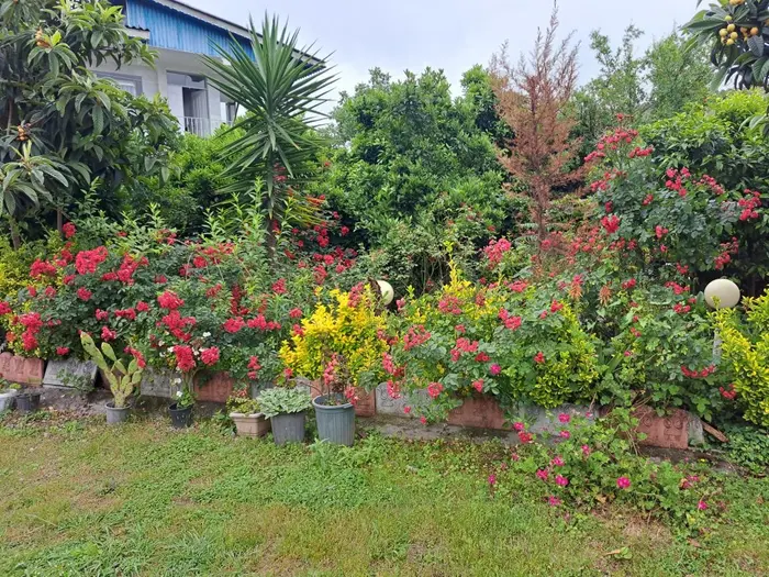 ویلا دوخوابه جنگلی جوربند