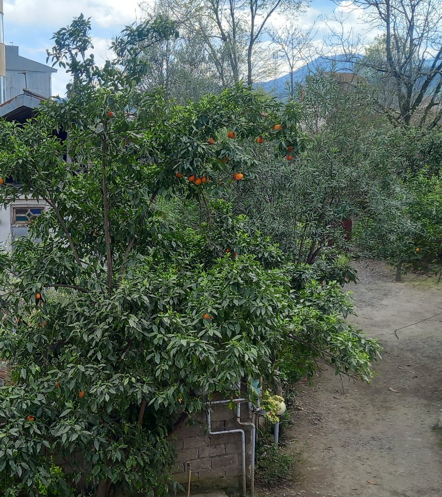 ویلا سوئیت یک خوابه آشیان