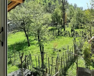 کلبه یک خوابه جنگلی سعدی