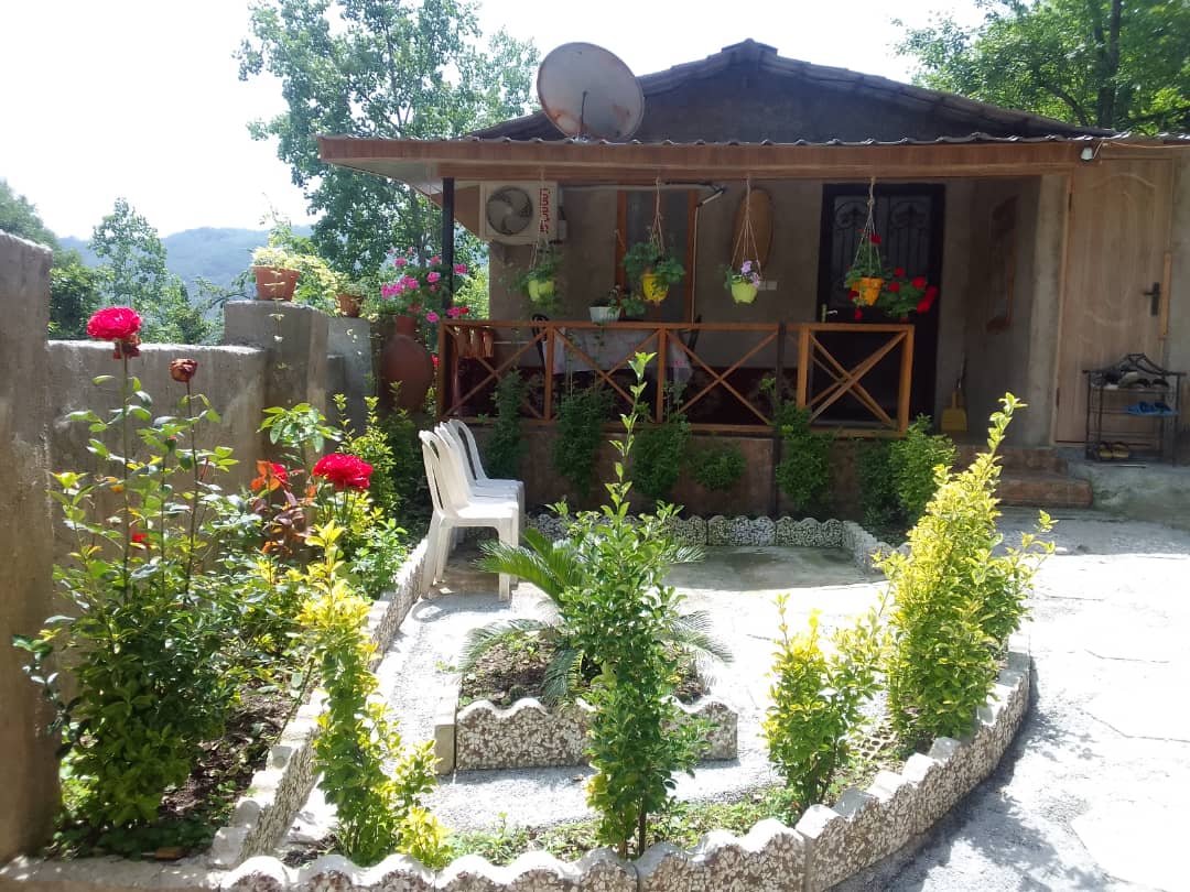 فلت جنگلی پامچال 3