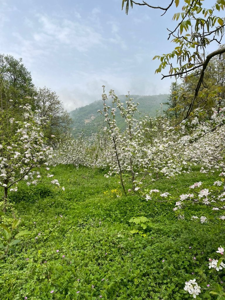 کلبه یک خوابه هوشنگ خان