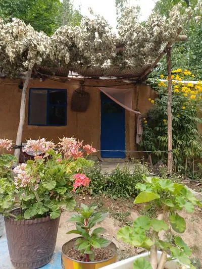 بومگردی گلاویژ