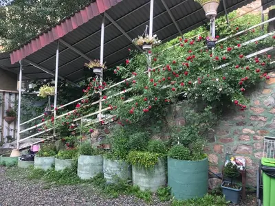 سوئیت فلت برفی