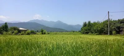 سوئیت فلت باغ جنگلی باران