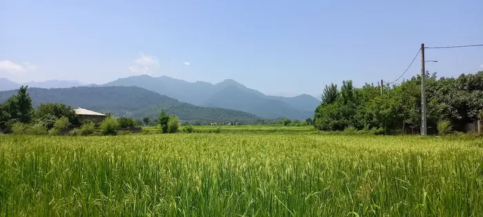 سوئیت فلت باغ جنگلی باران