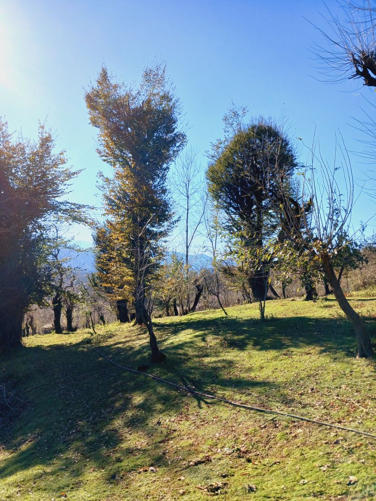 کلبه فلت رحمانی 1