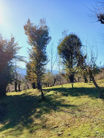 کلبه فلت رحمانی 1