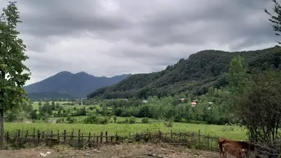 ویلا دوخوابه جنگلی سلیم 1