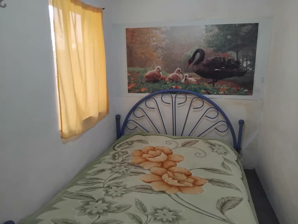 یک خوابه گل پامچال