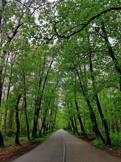 سوئیت فلت پل چوبی