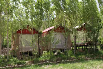 بومگردی ملکا 1 - طلایی