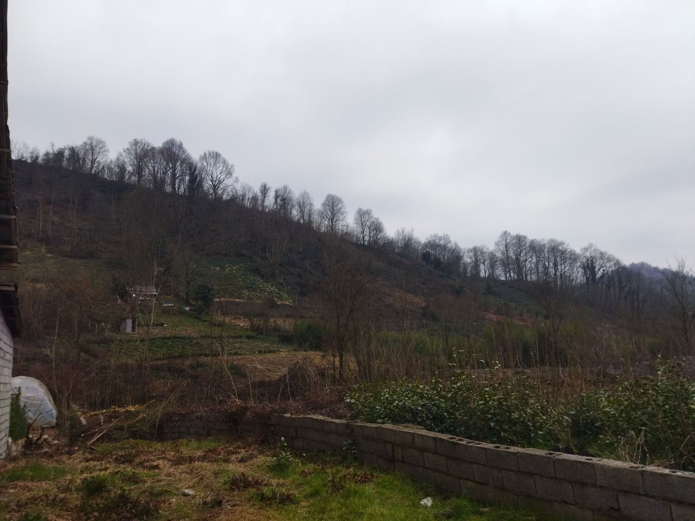 سوئیت سوئیت جنگلی لاهیجان  واحد لوکا