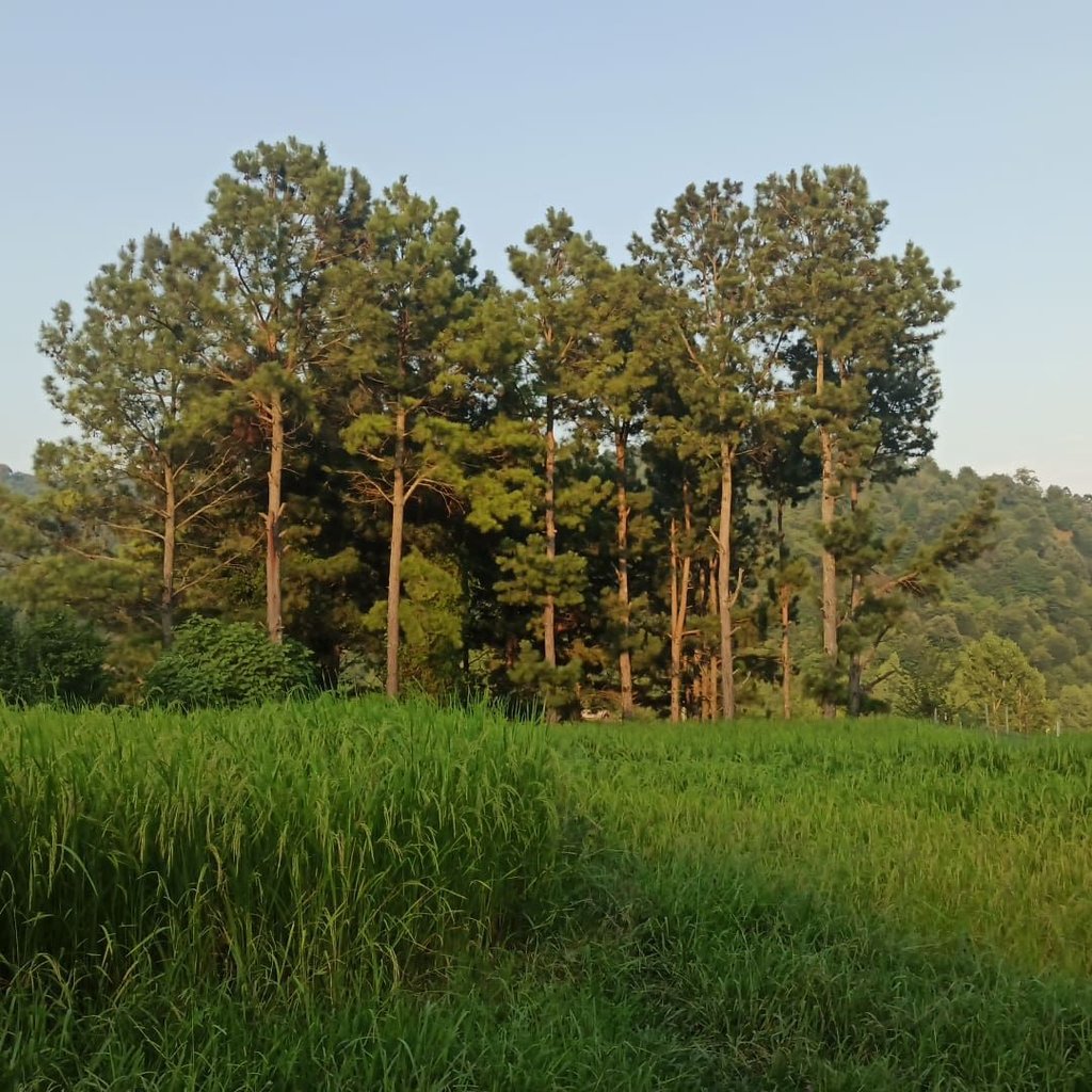 ویلا یک خوابه بیجار ۲