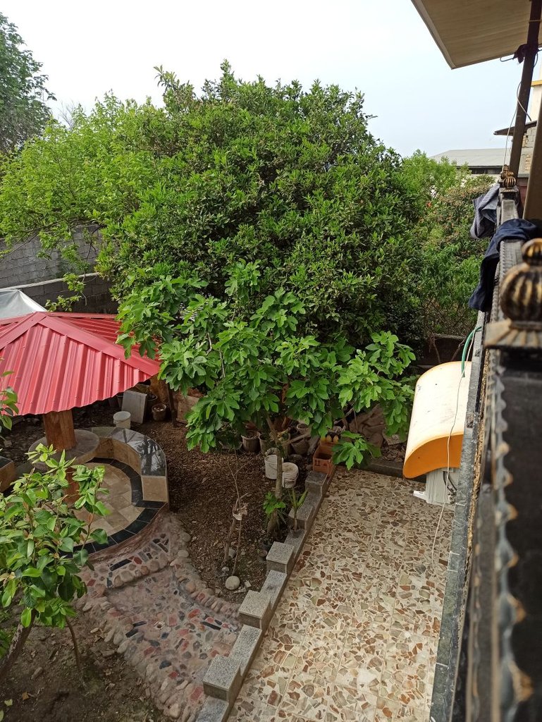 ویلا دوخوابه رامسر دالخانی - حیاط و درختان زیبای آن