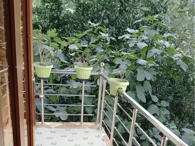 ویلا یک خوابه تنیان 6