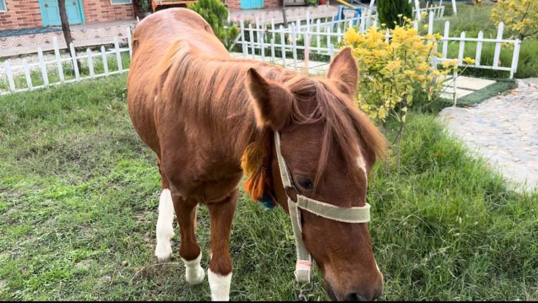 فلت افتاب گردان ۴