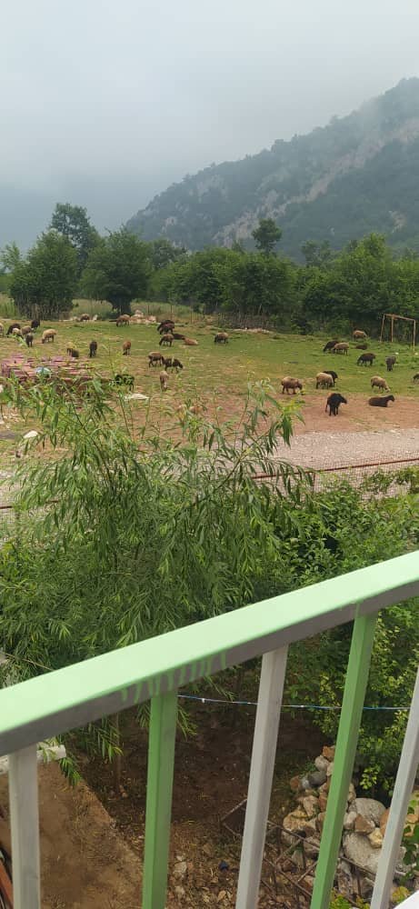 یک خوابه جنگلی زرجو