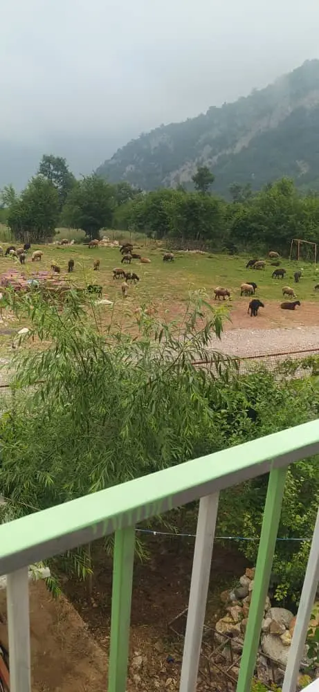 ویلا یک خوابه جنگلی زرجو