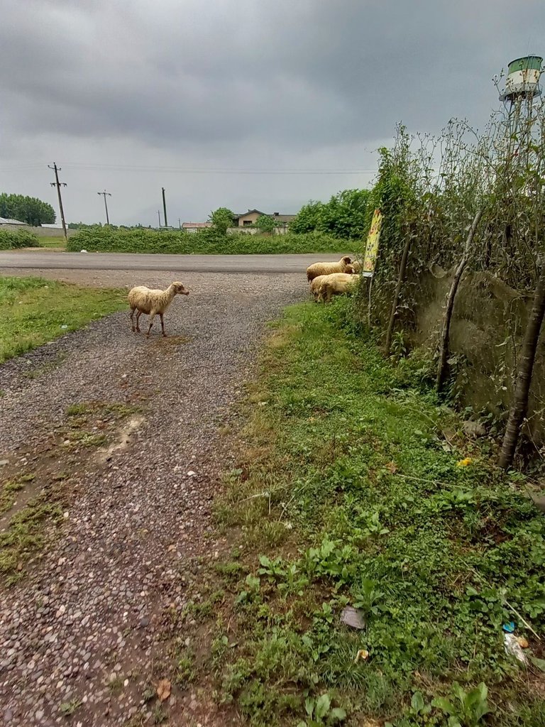 دوخوابه صدیقی