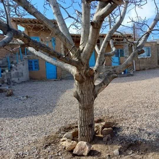 بوم گردی اَفرا جنگل ابر - واحد میرزاخان