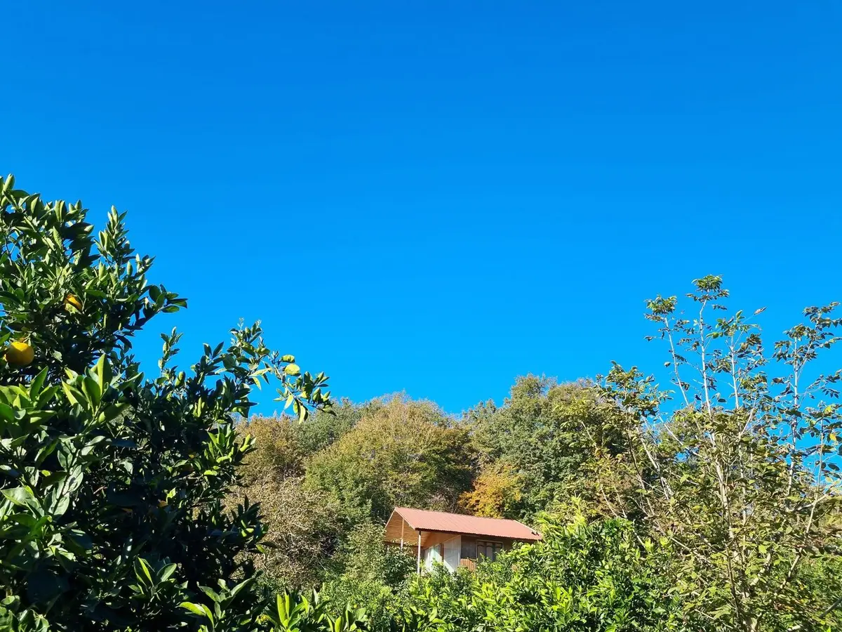 کلبه فلت جنگلی دوبلکس شیردارکلاه 123