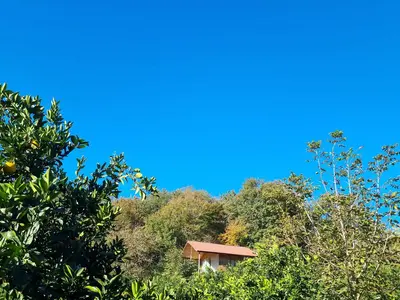 کلبه فلت جنگلی دوبلکس شیردارکلاه 123