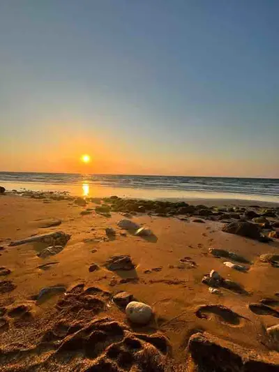 بومگردی ساحلی ورجی - ساحل