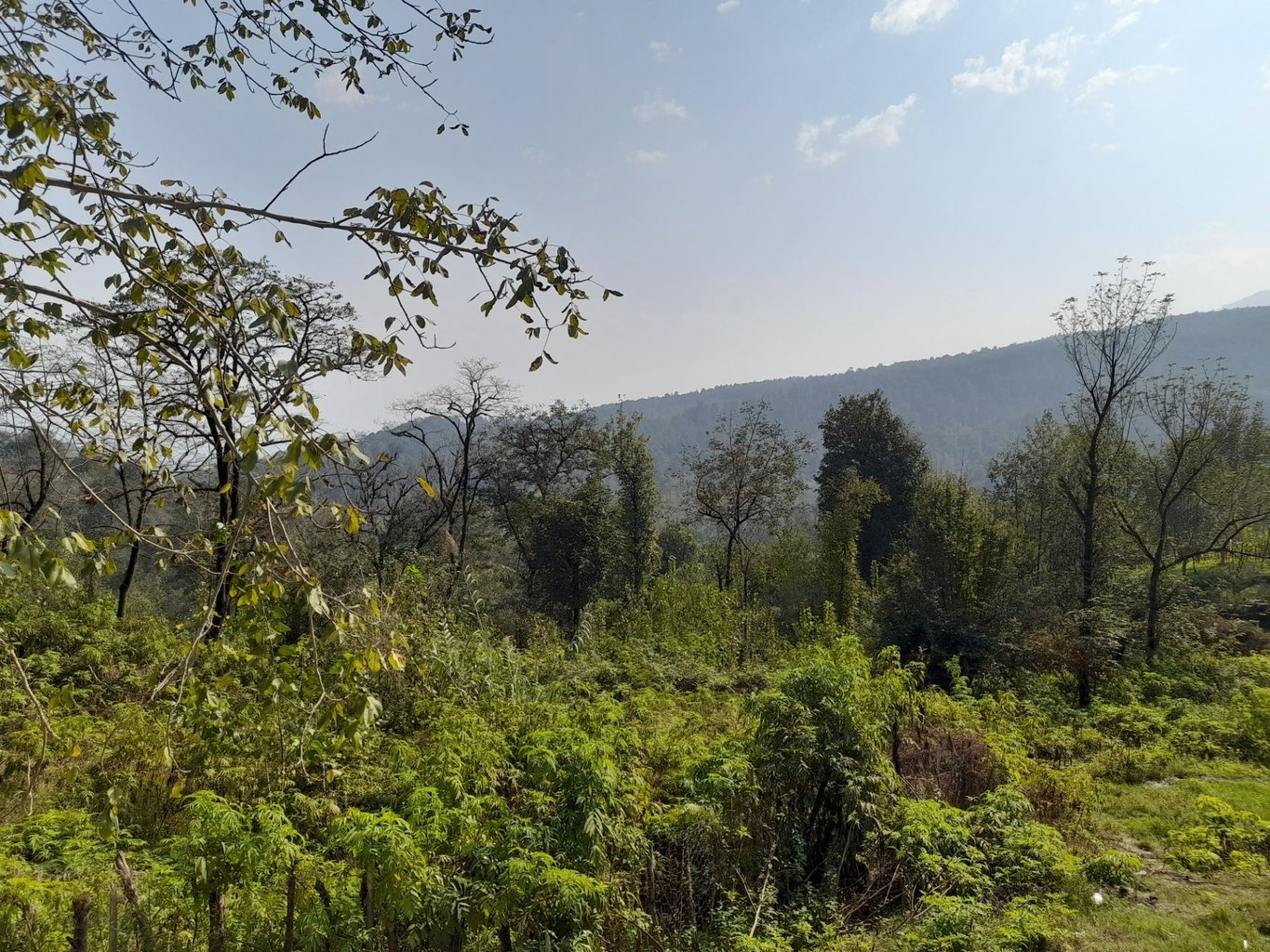 کلبه یک خوابه جنگلی اَفرا 1