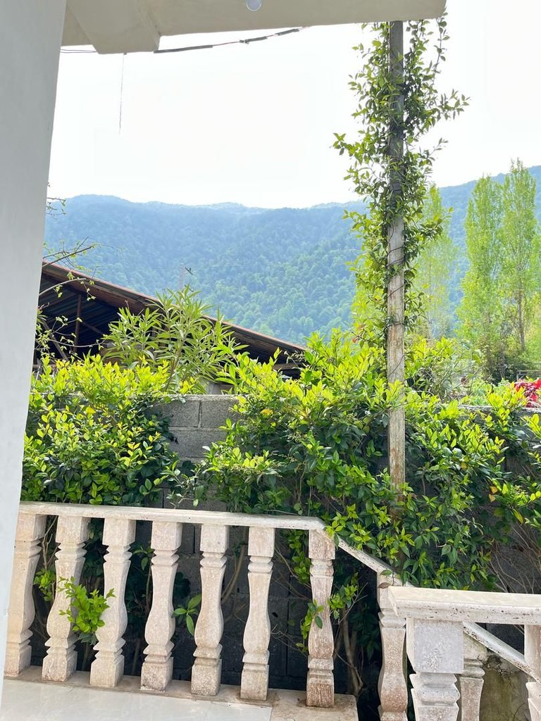 دوخوابه جنگلی ماه جنگل ۱