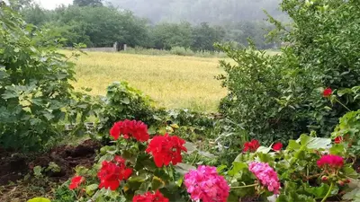 ویلا دوخوابه جنگلی  موسوی