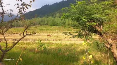 ویلا دوخوابه جنگلی  موسوی