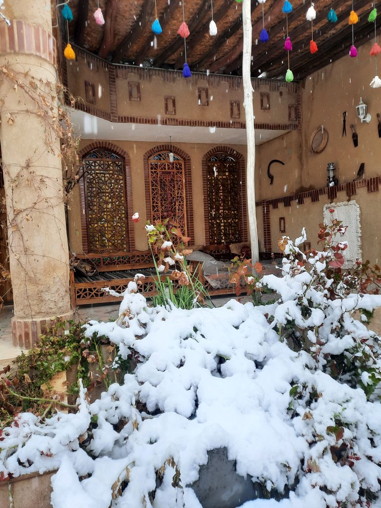 گردو - واحد شیقون