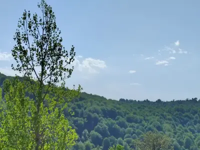 ویلا یک خوابه جنگلی چالکده