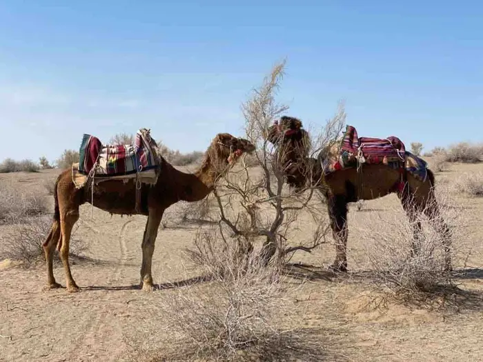 اقامتگاه سنتی یلو - واحد چهارتخته ۳